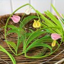 Karen Marie Klip: Quilling Anleitung, Tulips/ Tulpen