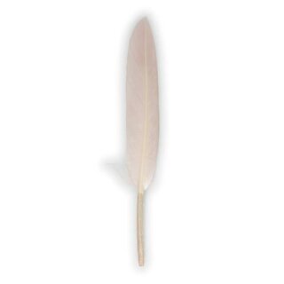 Gänsefedern, 11-16cm, 10 Stück, rosa