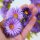 Karen Marie Klip: Quilling Anleitung, Asters Flower Wreath
