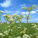 Karen Marie Klip: Quilling Anleitung, Cow Parsley
