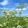 Karen Marie Klip: Quilling Anleitung, Cow Parsley