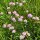 Karen Marie Klip: Quilling Anleitung, Sea Thrift