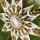 Karen Marie Klip: Quilling Anleitung, Kathryn Star