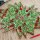 papier + ideen: Quilling Template, Art Nouveau Stars red/green Template