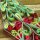 papier + ideen: Quilling Template, Art Nouveau Stars red/green Template