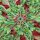 papier + ideen: Quilling Template, Art Nouveau Stars red/green Template
