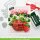 Lawn Fawn, lawn cuts/ Stanzschablone, strawberry patch