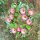 Karen Marie Klip: Quilling Anleitung, 3D Bellis Flower Wreath
