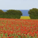 Karen Marie Klip: Quilling Anleitung, Poppy