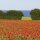 Karen Marie Klip: Quilling Anleitung, Poppy