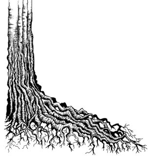 Lavinia Stamps, clear stamp - Tree Root