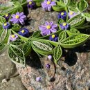 Hanne Olesen, Quilling Anleitung - Kranz Britt Mari