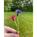 Hanne Olesen, Quilling Anleitung - Kornblume