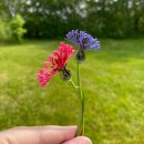 Hanne Olesen, Quilling Anleitung - Kornblume