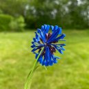 Hanne Olesen, Quilling Anleitung - Kornblume