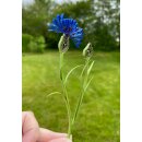 Hanne Olesen, Quilling Anleitung - Kornblume