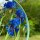Hanne Olesen, Quilling Anleitung - Kornblume