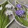 Hanne Olesen, Quilling Anleitung - Dorothea-Lilie