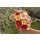 papier + ideen, 3D Quilling Kit Erdbeerblumen