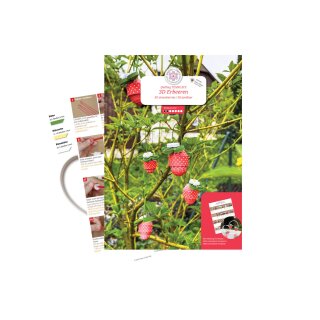 papier + ideen: Quilling Anleitung, 3D Erdbeeren