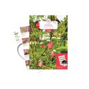 papier + ideen: Quilling Anleitung, 3D Erdbeeren