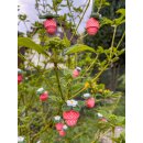 papier + ideen: Quilling Anleitung, 3D Erdbeeren