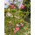 papier + ideen: Quilling Anleitung, 3D Erdbeeren