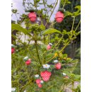 Karen Marie Klip: 3D Erdbeeren Quilling Kit