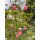 Karen Marie Klip: 3D Erdbeeren Quilling Kit