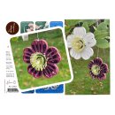 Hanne Olesen, Quilling Anleitung - Quilling Weihnachtsrose