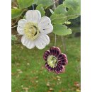 Hanne Olesen, Quilling Anleitung - Quilling Weihnachtsrose
