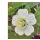 papier idenn: Quilling Papierstreifen MIX für Hanne Olesen´s weiße Christrose