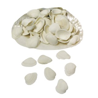 Clovis-Muscheln, im Netz