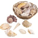 Deko Muscheln im Korb, 10,5 cm ø, sortiert, 1 Set