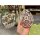 Dommerby Papir, Quilling Anleitung - Franziskas Osterei