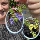 Hanne Olesen, Quilling Anleitung - Trauben