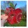 Hanne Olesen, Quilling Ideenseite Mega Apfel (keine Anleitung)