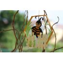 papier + ideen, Quilling KIT, Bienen & Waben