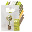 papier + ideen, Quilling KIT, Margeriten-Bäumchen